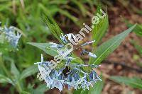 Amsonia 'Blue Ice' (Amsonia tabernaemontana var. salicifolia (Pursh) Wood., Amsonia salicifolia var. ciliolata DC.)