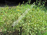 Phlomis russeliana (Sims) Lag. ex Benth. (Phlomis lunariifolia var. russeliana Sims)