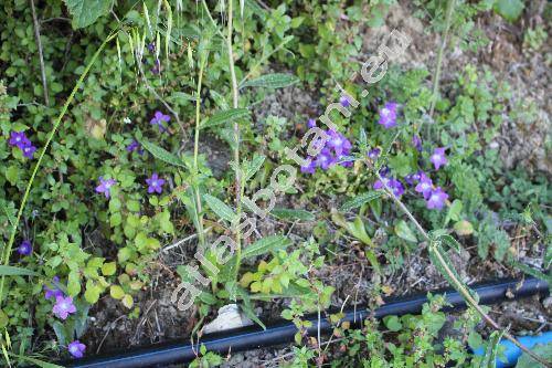 Campanula bellidifolia Adams (Campanula saxifraga Bieb.)