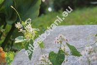 Cynanchum acutum L. (Cynanchum acutum subsp. acutum, Vincetoxicum, Asclepias)