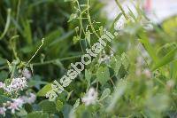 Cynanchum acutum L. (Cynanchum acutum subsp. acutum, Vincetoxicum, Asclepias)