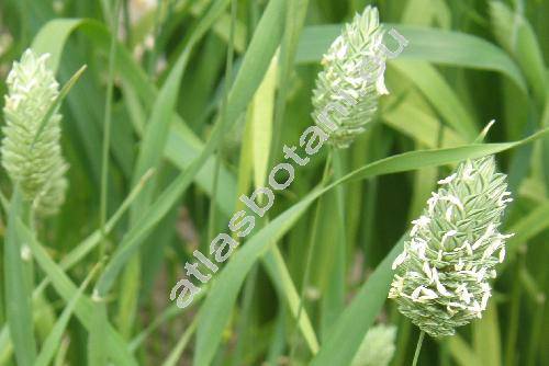 Phalaris canariensis L.