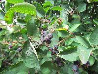 Amelanchier alnifolia Nutt. (Aronia, Amelanchier alnifolia Cov., Mespilus, Aronia, Sorbus)
