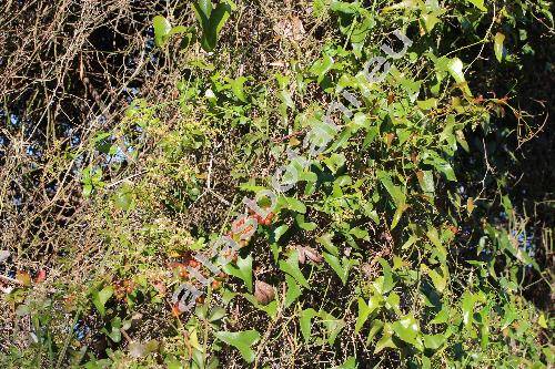 Smilax aspera L. (Smilax nigra Willd.)