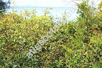 Smilax aspera L. (Smilax nigra Willd.)