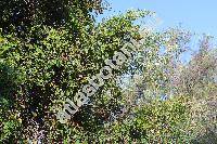 Smilax aspera L. (Smilax nigra Willd.)