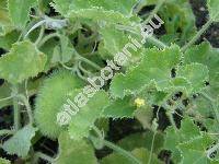 Cucumis dipsaceus Ehrenb. ex Spach (Momordica)