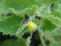 Cucumis dipsaceus Ehrenb. ex Spach (Momordica)