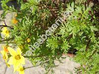Bidens ferulifolia 'Yellow Charm' (Coreopsis ferulifolia Jacq.)