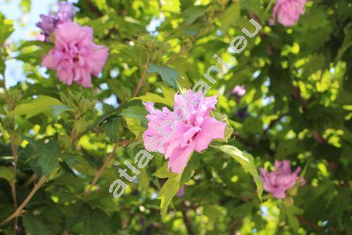Hibiscus syriacus 'Ardens' (Ketmia syriaca (L.) Scop., Ketmia arborea Moench)