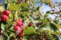 Malus baccata (L.) Borkh. (Pyrus baccata L.)