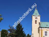 Malus baccata (L.) Borkh. (Pyrus baccata L.)