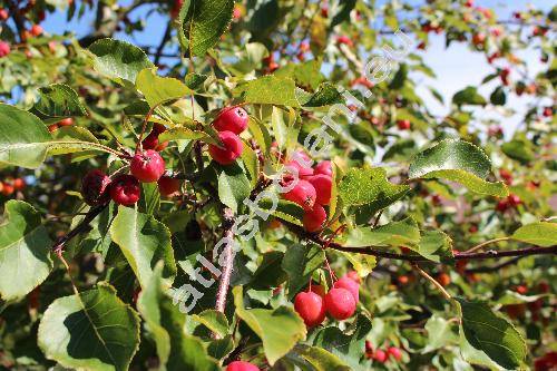Malus baccata (L.) Borkh. (Pyrus baccata L.)