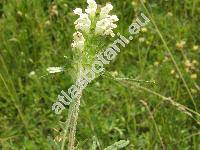 Prunella laciniata (L.) L. (Brunella vulgaris (L.) Moench)