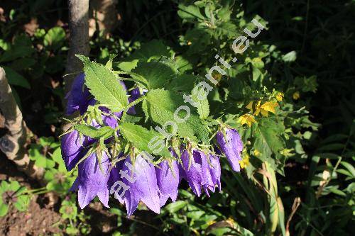 Campanula 'Kent Belle'