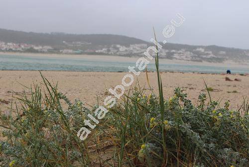 Polygonum maritimum L.