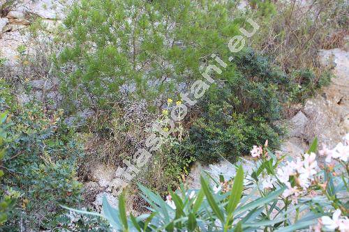 Phlomis fruticosa L. (Phlomis latifolia Mill., Phlomis salviifolia Stokes, Phlomis scariosa C. Presl, Phlomis angustifolia Mill., Beloakon luteum Raf.)