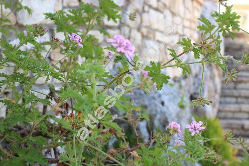 Pelargonium graveolens (Pelargonium graveolens L�H�r., Geranium graveolens (L�H�r.) Thunb., Pelargonium intermedium Kunth, Geraniospermum)