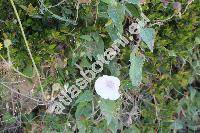 Calystegia hederacea Wall. (Convolvulus, Calystegia pulchra Brumm. et Heyw. nom. illeg.)