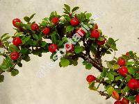Cotoneaster horizontalis Decne. (Cotoneaster davidiana, Cotoneaster davidianus hort. ex Dipp.)