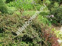 Cotoneaster horizontalis Decne. (Cotoneaster davidiana, Cotoneaster davidianus hort. ex Dipp.)