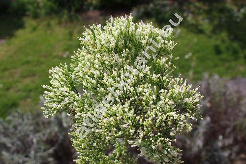 Trachelium caeruleum 'Alba'