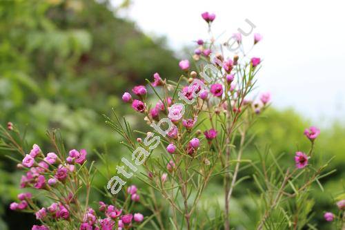 Chamelaucium uncinatum Schauer (Waxflower)