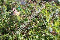 Lonicera etrusca Santi (Caprifolium etruscum Schult., Caprifolium cyrenaicum Kuntze, Caprifolium dimorphum (Tausch) Kuntze, Lonicera dimorpha Tausch)