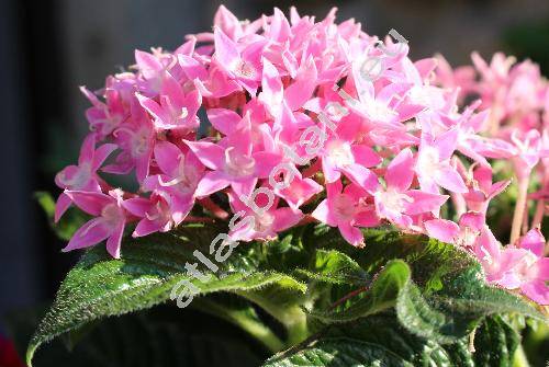 Pentas 'Butterfly Deep Pink' (Pentas lanceolata (Forssk.) Defl.)