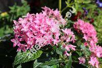 Pentas 'Butterfly Deep Pink' (Pentas lanceolata (Forssk.) Defl.)