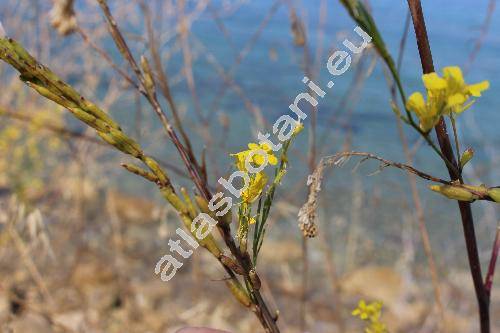 Hirschfeldia incana (L.) Lagr.-Foss. (Brassica)