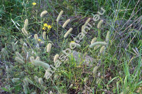 Trifolium angustifolium L. (Chrysaspis)