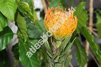 Leucospermum 'Jody Jewell' (Protea)