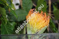Leucospermum 'Jody Jewell' (Protea)