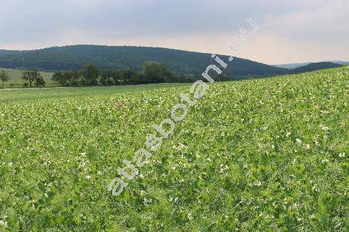 Pisum sativum L. (Pisum arvense L., Pisum sativum L. subsp. sativum)