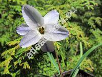 Ipheion uniflorum (Raf.) Traub. (Brodiaea uniflora (Lindl.) Engl., Milla uniflora (Lindl.) Grah., Triteleia uniflora Lindl.)