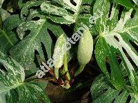 Monstera deliciosa Liebm. 'Variegata' (Philodendron pertusum Kunth et Bouch)