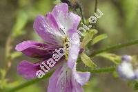 Schizanthus x wisetonensis Low. (Schizanthus pinnatus)