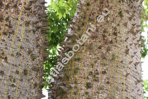 Ceiba speciosa (St.-Hil.) Rav. (Chorisia speciosa St.-Hil., Bombax)