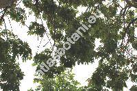 Ceiba speciosa (St.-Hil.) Rav. (Chorisia speciosa St.-Hil., Bombax)