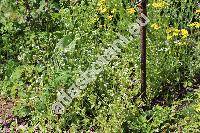Valerianella locusta (L.) Laterrade (Valerianella locusta subsp. oleracea (Schlecht.) Breistr., Valerianella olitoria (L.) Pollich)