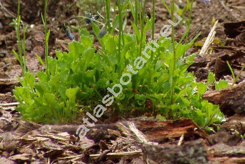 Campanula cochleariifolia Lam. (Campanula pusilla Haenke)