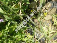 Bromus japonicus Thunb. (Bromus arvensis, Anisantha, Ceratochloa, Bromopsis)
