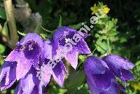 Campanula 'Kent Belle'