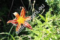 Hemerocallis 'Red Ribs'