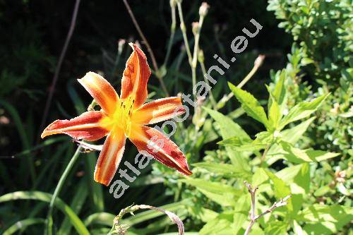 Hemerocallis 'Red Ribs'