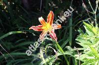 Hemerocallis 'Red Ribs'