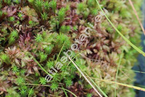 Sphagnum magellanicum Brid.