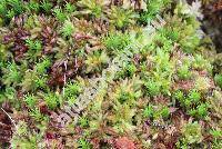 Sphagnum magellanicum Brid.