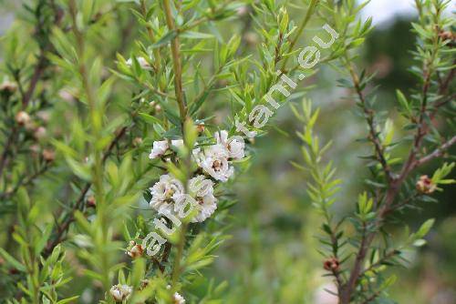 Chamelaucium sp.